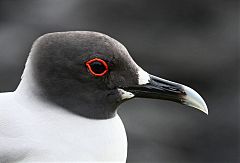 Swallow-tailed Gull